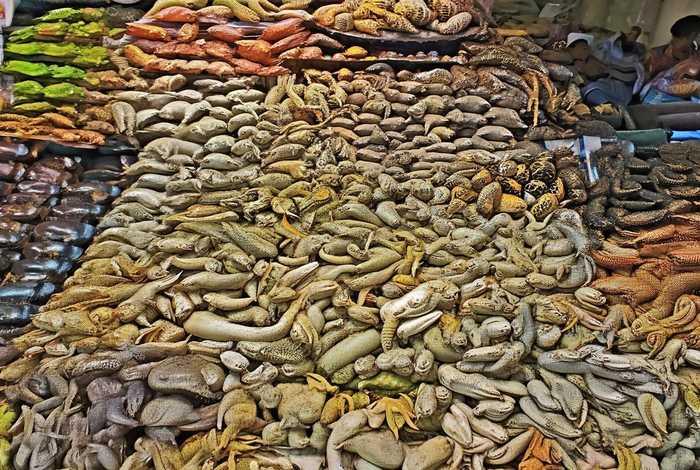 天津爬行类宠物市场、天津爬行类宠物市场地址