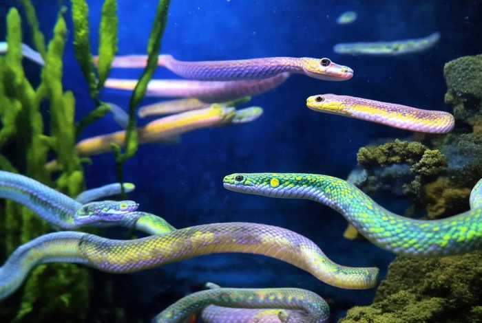 宠物中国水蛇苗视频 - 宠物中国水蛇苗视频讲解