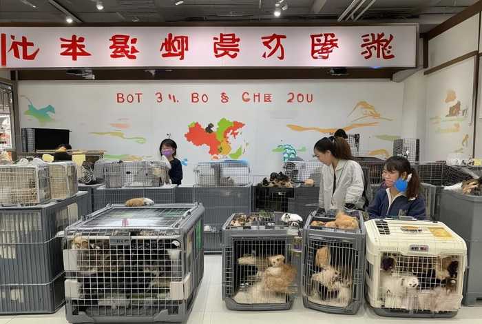 包头宠物托运公司、包头宠物托运公司哪家好 包头宠物托运公司、包头宠物托运公司哪家好