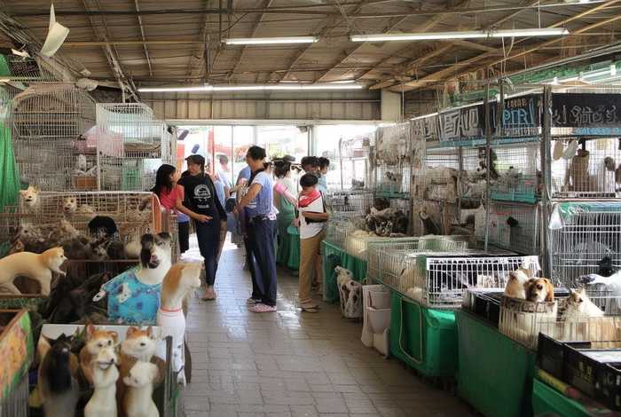 宠物交易市场管理办法最新 - 宠物交易市场管理办法最新版