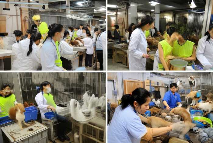 厦门宠物救助站;厦门宠物救助站最厉害三个部门 厦门宠物救助站;厦门宠物救助站最厉害三个部门