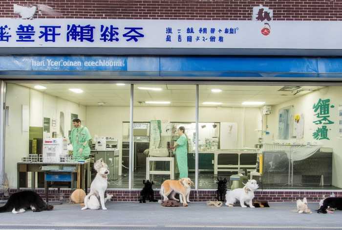 上海宠物医院闵行区,上海宠物医院闵行区电话 上海宠物医院闵行区,上海宠物医院闵行区电话