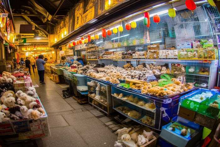 北京宠物市场、北京宠物市场有哪些