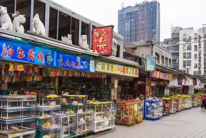 天津宠物市场天津宠物店；天津宠物店宠物市场排行