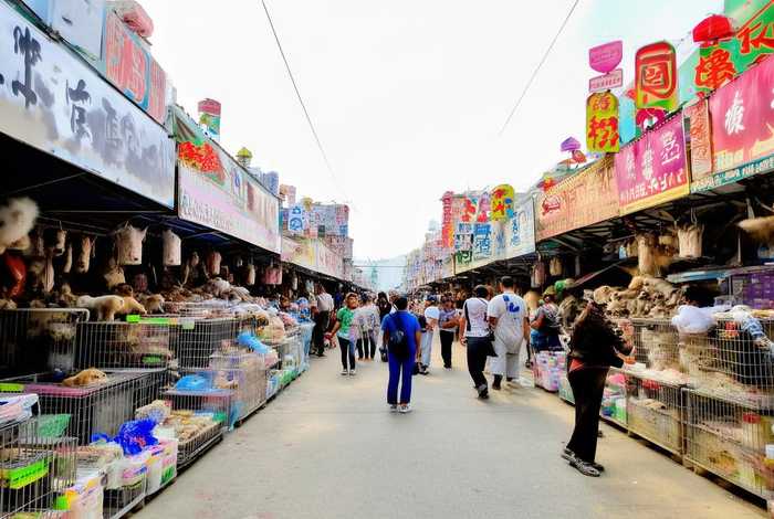 南宁宠物市场在哪里;南宁宠物市场在哪里进货 南宁宠物市场在哪里;南宁宠物市场在哪里进货