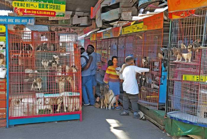 宠物交易平台文献翻译 宠物交易平台有哪些？