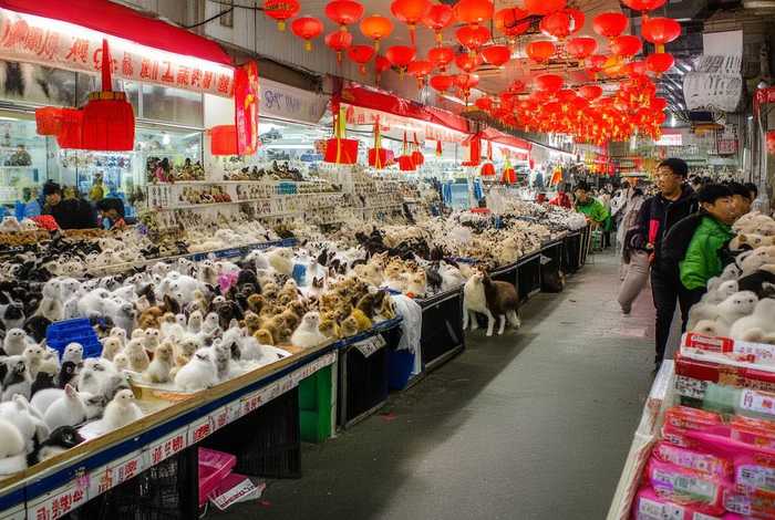 上海宠物市场零售价格，上海宠物市场零售价格查询