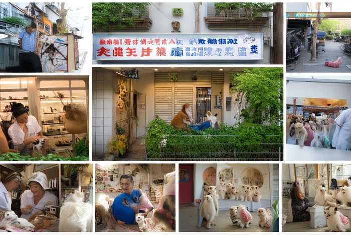 上海宠物医院推荐，上海宠物医院哪家好