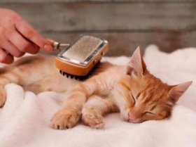 养猫你必须知道的知识；如何让父母让你养猫