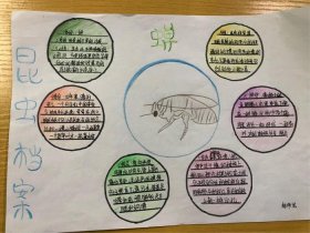 昆虫的科普知识摘抄大全；昆虫有趣的小知识