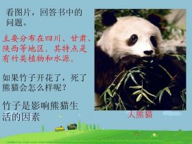 大熊猫知识小百科 - 熊猫的特征和特点