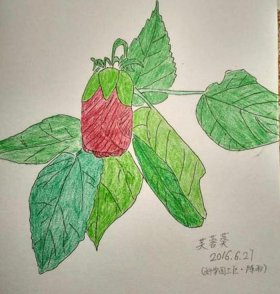 儿童植物科普活动的主题 植物主题画