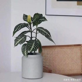 夏季绿植斑马怎么养小技巧科普；大斑马植物