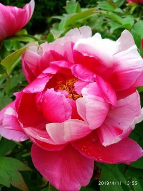 中国知识大全太珍贵了 - 中国国花的特点