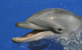 有趣的动物科普小知识海豚、你还了解海豚的哪些知识