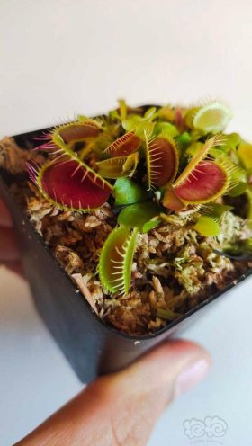 捕蝇草百科知识；捕蝇草的作文300字三年级