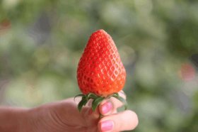 100种日常科普小知识、草莓科普小知识