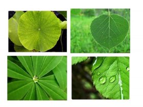 生活中的植物科普小知识、关于树叶的科普小知识
