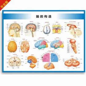 人类大脑结构图，大脑解剖结构及功能图