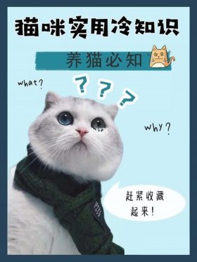 猫不为人知的冷知识 - 不为人知的古代冷知识