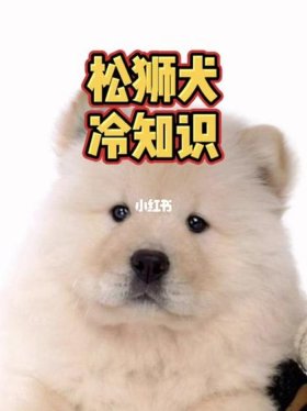 宠物冷知识段子，关于狗狗的冷知识