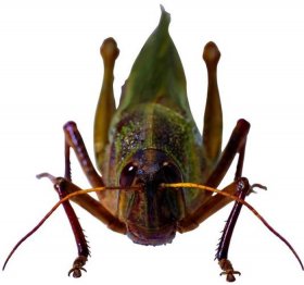 冷门动物常识有哪些；昆虫动物有哪些