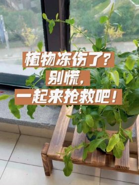 关于植物的科学知识 植物冻伤怎么补救