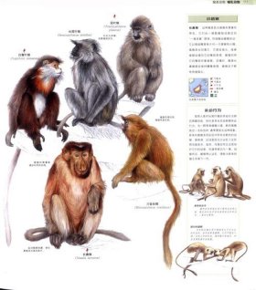 动物百科知识大全问答、动物问题大全