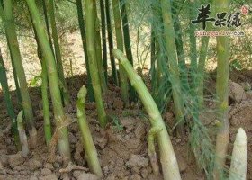 生活小常识什么样的芦笋，怎样种芦笋