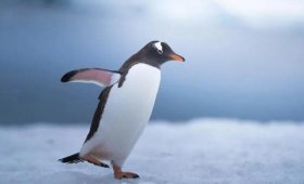 卵生和胎生科学知识视频 - 企鹅是胎生动物还是卵生动物