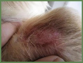 每天一个小知识狗狗皮肤病；狗狗皮肤病会自愈吗