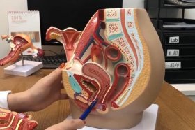 两性健康知识科普 - 女性外部生殖图示的结构详解