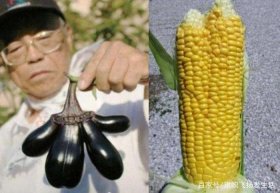 性知识科普；茄子和玉米哪个更疼