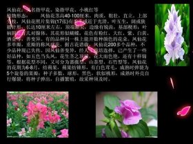 植物的一些科普小知识、花的科普知识