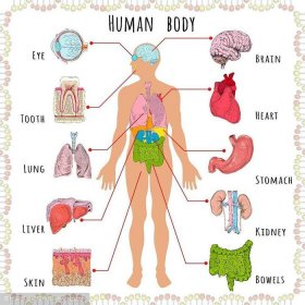 人体健康知识结构图 人体九大系统结构图