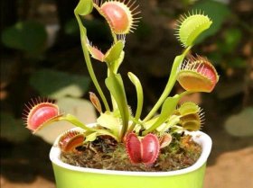 植物的百科小常识 20种常见有趣的植物