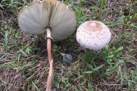 毒蘑菇长什么样子百科小知识；毒蘑菇一般长在哪里