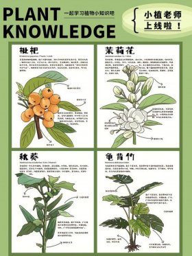 关于植物的科普小知识大全 - 了解植物的有关知识