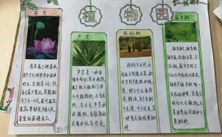 关于植物的科普小报；植物研究手抄报图片