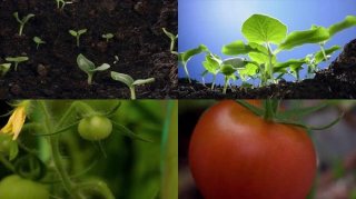 关于植物的科普视频 - 植物生长过程视频