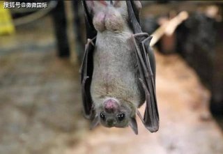 科普蝙蝠奇闻异事 - 蝙蝠的二十个不为人知的秘密