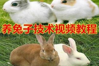 动物学习视频 - 动物视频教学