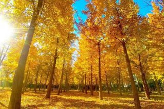 哪里可以学习做包 - 哪里可以学做包子技术多少钱