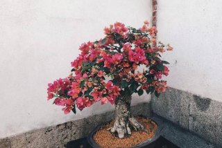 学习种植三角梅的好处，种三角梅对风水好吗