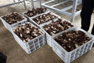 考察学习来我地羊肚菌产业，羊肚菌菌种基地