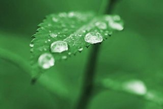 绿色桌面壁纸图片、绿色桌面壁纸高清