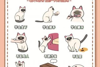 学习猫的知识 - 猫的学问