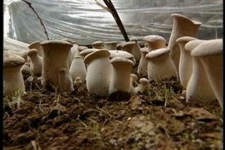学习种植菌菇技术，种植菌菇类技术