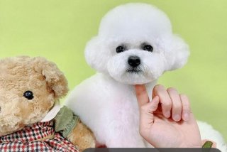 宠物培训学校 - 宠物培训学校费用