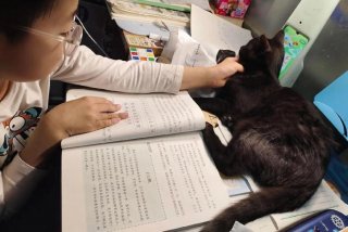 猫耽误学习（猫教不好）